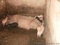 продам вьенамских поросят  - <ro>Изображение</ro><ru>Изображение</ru> #1, <ru>Объявление</ru> #849598