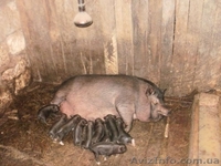 продам вьенамских поросят  - <ro>Изображение</ro><ru>Изображение</ru> #2, <ru>Объявление</ru> #849598