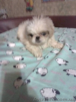 Подарите любимой на 8 Марта щенка пекинеса, доставьте ей радость! - <ro>Изображение</ro><ru>Изображение</ru> #2, <ru>Объявление</ru> #815491