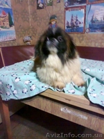 Подарите любимой на 8 Марта щенка пекинеса, доставьте ей радость! - <ro>Изображение</ro><ru>Изображение</ru> #5, <ru>Объявление</ru> #815491