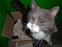 Шикарный длинношёрстный кот (приблудился) - <ro>Изображение</ro><ru>Изображение</ru> #1, <ru>Объявление</ru> #843466