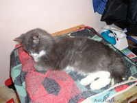 Шикарный длинношёрстный кот (приблудился) - <ro>Изображение</ro><ru>Изображение</ru> #2, <ru>Объявление</ru> #843466