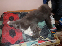 Шикарный длинношёрстный кот (приблудился) - <ro>Изображение</ro><ru>Изображение</ru> #3, <ru>Объявление</ru> #843466