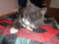 Шикарный длинношёрстный кот (приблудился) - <ro>Изображение</ro><ru>Изображение</ru> #4, <ru>Объявление</ru> #843466