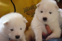 Продам щенков самоедской лайки - <ro>Изображение</ro><ru>Изображение</ru> #2, <ru>Объявление</ru> #845412