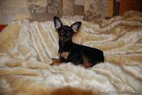 Кобель той-терьер для вязки - <ro>Изображение</ro><ru>Изображение</ru> #1, <ru>Объявление</ru> #842550