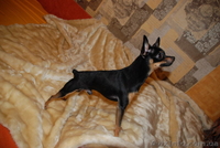 Кобель той-терьер для вязки - <ro>Изображение</ro><ru>Изображение</ru> #2, <ru>Объявление</ru> #842550