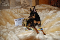 Кобель той-терьер для вязки - <ro>Изображение</ro><ru>Изображение</ru> #6, <ru>Объявление</ru> #842550