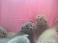 плюшевые прямо ушки и вислоушки - <ro>Изображение</ro><ru>Изображение</ru> #6, <ru>Объявление</ru> #843496