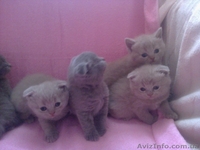 плюшевые прямо ушки и вислоушки - <ro>Изображение</ro><ru>Изображение</ru> #5, <ru>Объявление</ru> #843496