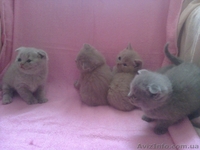 плюшевые прямо ушки и вислоушки - <ro>Изображение</ro><ru>Изображение</ru> #4, <ru>Объявление</ru> #843496