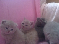 плюшевые прямо ушки и вислоушки - <ro>Изображение</ro><ru>Изображение</ru> #3, <ru>Объявление</ru> #843496