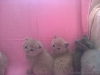 плюшевые прямо ушки и вислоушки - <ro>Изображение</ro><ru>Изображение</ru> #2, <ru>Объявление</ru> #843496