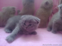 плюшевые прямо ушки и вислоушки - <ro>Изображение</ro><ru>Изображение</ru> #1, <ru>Объявление</ru> #843496