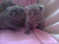 плюшевые прямо ушки и вислоушки - <ro>Изображение</ro><ru>Изображение</ru> #7, <ru>Объявление</ru> #843496