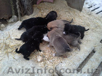 щенки ждут своих хозяев - <ro>Изображение</ro><ru>Изображение</ru> #2, <ru>Объявление</ru> #848578