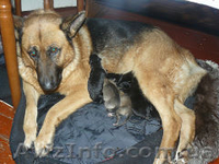 щенки ждут своих хозяев - <ro>Изображение</ro><ru>Изображение</ru> #3, <ru>Объявление</ru> #848578