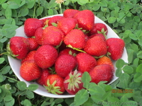 продам саженцы элитной клубники - <ro>Изображение</ro><ru>Изображение</ru> #1, <ru>Объявление</ru> #843723