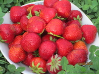 продам саженцы элитной клубники - <ro>Изображение</ro><ru>Изображение</ru> #3, <ru>Объявление</ru> #843723