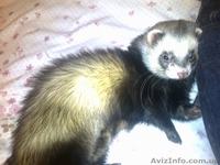 Предлогаются к резервированию хорята - <ro>Изображение</ro><ru>Изображение</ru> #3, <ru>Объявление</ru> #848450