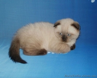 Шотландские котята гималайского окраса, сил-пойнт и чоклит-пойнт. - <ro>Изображение</ro><ru>Изображение</ru> #1, <ru>Объявление</ru> #839477