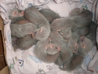 Предлогаются к резервированию хорята - <ro>Изображение</ro><ru>Изображение</ru> #5, <ru>Объявление</ru> #848450