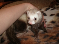 Предлогаются к резервированию хорята - <ro>Изображение</ro><ru>Изображение</ru> #2, <ru>Объявление</ru> #848450