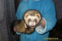 Предлогаются к резервированию хорята - <ro>Изображение</ro><ru>Изображение</ru> #4, <ru>Объявление</ru> #848450