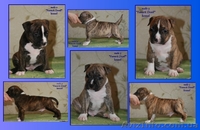 Высокопородные щенки Американского стаффтерьера  - <ro>Изображение</ro><ru>Изображение</ru> #1, <ru>Объявление</ru> #871522