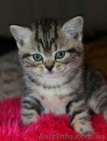 Котята редких окрасов, скотиш фолд и скотиш страйт - <ro>Изображение</ro><ru>Изображение</ru> #3, <ru>Объявление</ru> #855930