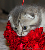 Котята редких окрасов, скотиш фолд и скотиш страйт - <ro>Изображение</ro><ru>Изображение</ru> #5, <ru>Объявление</ru> #855930