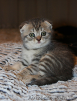 Котята редких окрасов, скотиш фолд и скотиш страйт - <ro>Изображение</ro><ru>Изображение</ru> #6, <ru>Объявление</ru> #855930