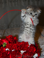 Котята редких окрасов, скотиш фолд и скотиш страйт - <ro>Изображение</ro><ru>Изображение</ru> #7, <ru>Объявление</ru> #855930