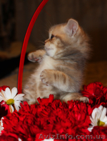 Котята редких окрасов, скотиш фолд и скотиш страйт - <ro>Изображение</ro><ru>Изображение</ru> #9, <ru>Объявление</ru> #855930