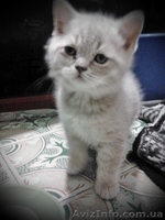 Продам котят, шотландцев и британских - <ro>Изображение</ro><ru>Изображение</ru> #2, <ru>Объявление</ru> #855984