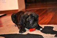 Продам плановых щенков кане корсо - <ro>Изображение</ro><ru>Изображение</ru> #3, <ru>Объявление</ru> #864201