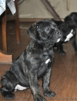 Продам плановых щенков кане корсо - <ro>Изображение</ro><ru>Изображение</ru> #6, <ru>Объявление</ru> #864201