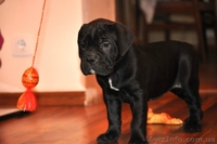 Продам плановых щенков кане корсо - <ro>Изображение</ro><ru>Изображение</ru> #1, <ru>Объявление</ru> #864201