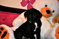 Продам плановых щенков кане корсо - <ro>Изображение</ro><ru>Изображение</ru> #5, <ru>Объявление</ru> #864201