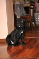 Продам плановых щенков кане корсо - <ro>Изображение</ro><ru>Изображение</ru> #2, <ru>Объявление</ru> #864201