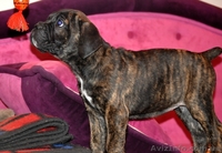 Продам плановых щенков кане корсо - <ro>Изображение</ro><ru>Изображение</ru> #7, <ru>Объявление</ru> #864201