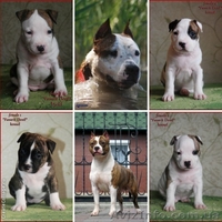 Высокопородные щенки Американского стаффтерьера  - <ro>Изображение</ro><ru>Изображение</ru> #2, <ru>Объявление</ru> #871522