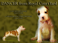 Правнуки Чемпиона Мира.щенки Американского Стаффордширского терьера,питомник,дос - <ro>Изображение</ro><ru>Изображение</ru> #2, <ru>Объявление</ru> #710039