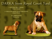 Правнуки Чемпиона Мира.щенки Американского Стаффордширского терьера,питомник,дос - <ro>Изображение</ro><ru>Изображение</ru> #4, <ru>Объявление</ru> #710039