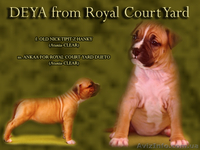 Правнуки Чемпиона Мира.щенки Американского Стаффордширского терьера,питомник,дос - <ro>Изображение</ro><ru>Изображение</ru> #6, <ru>Объявление</ru> #710039