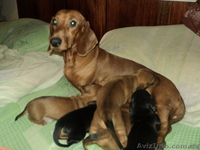 Элитные щенки таксы очаровашки - <ro>Изображение</ro><ru>Изображение</ru> #10, <ru>Объявление</ru> #855738