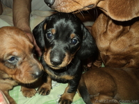 Элитные щенки таксы очаровашки - <ro>Изображение</ro><ru>Изображение</ru> #9, <ru>Объявление</ru> #855738