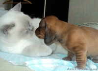 Элитные щенки таксы очаровашки - <ro>Изображение</ro><ru>Изображение</ru> #2, <ru>Объявление</ru> #855738