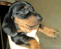 Элитные щенки таксы очаровашки - <ro>Изображение</ro><ru>Изображение</ru> #3, <ru>Объявление</ru> #855738