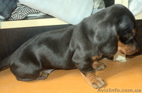 Элитные щенки таксы очаровашки - <ro>Изображение</ro><ru>Изображение</ru> #4, <ru>Объявление</ru> #855738